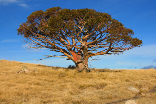 Stirling Tree